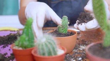 Kadının elini kapayın ve saksılara toprak serpin. Eldiven giyen kadın eller kaktüs ağaçlarına toprağı serpiyor. Yeşillik yetiştirme konsepti, ev bahçesi. Dikey görüntüler