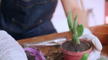 Kadının elini kapayın ve saksılara toprak serpin. Eldiven giyen kadın eller kaktüs ağaçlarına toprağı serpiyor. Yeşillik yetiştirme konsepti, ev bahçesi. Dikey görüntüler