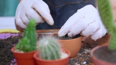 Kadının elini kapayın ve saksılara toprak serpin. Eldiven giyen kadın eller ağaç dikmek için toprağı serpiyor. Yeşillik yetiştirme konsepti, ev bahçesi