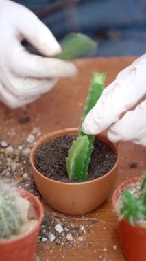 Kadının elini kapayın ve saksılara toprak serpin. Eldiven giyen kadın eller kaktüs ağaçlarına toprağı serpiyor. Yeşillik yetiştirme konsepti, ev bahçesi. Dikey görüntüler