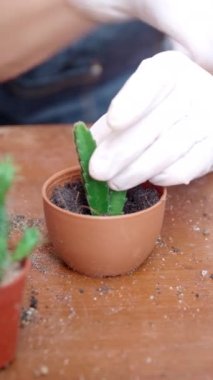 Kadının elini kapayın ve saksılara toprak serpin. Eldiven giyen kadın eller kaktüs ağaçlarına toprağı serpiyor. Yeşillik yetiştirme konsepti, ev bahçesi. Dikey görüntüler