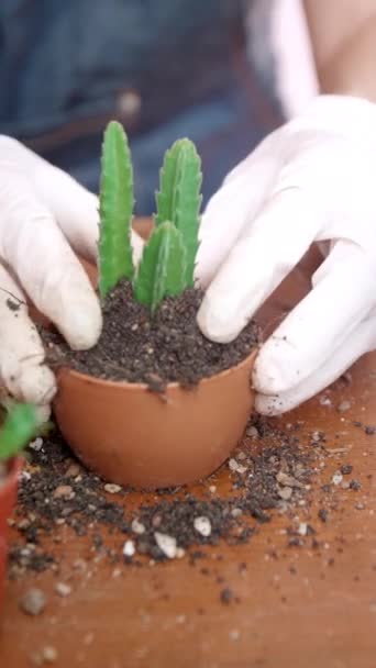Close Woman Hand Sprinkles Soil Plant Pots Female Hands Wearing — Video Stock