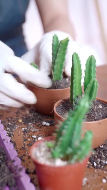 Close Woman Hand Sprinkles Soil Plant Pots Female Hands Wearing — Stock videók