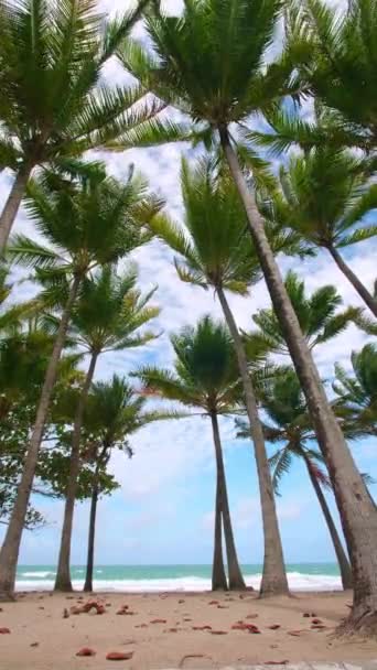 Vacances Vacances Concept Été Cocotier Sur Plage Cocotier Sur Belle — Video