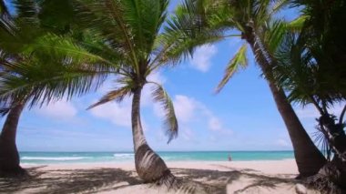 4K Tatil Yaz Tatili Konsepti. Sahilde hindistan cevizi palmiyesi. Güzel tropikal deniz manzaralı Phuket Adası 'ndaki hindistan cevizi palmiyesi Tayland' ın ünlü turistik beldesi Andaman Denizi Özgürlük Kumsalı