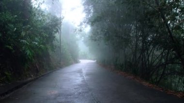 Sisli orman yolu, sabah yağmurlu ormanlarda gizemli sonbahar manzarası. Sonbaharda siste mistik yolda yürü.
