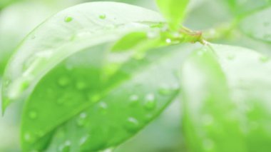 4K. Ağacın üzerine yakın çekim. Gündüz vakti yağmur yağarken kapatıyoruz. Küçük bir ağacın üzerine hafif yağmur yağıyor. Yeşil doğa kavramı.