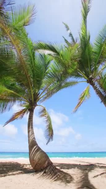 Bottom View Coconut Palm Tree Beach Green Coconut Palm Tree — Stok video