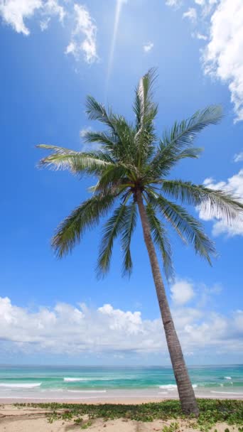 Bottom View Coconut Palm Tree Beach Green Coconut Palm Tree — стоковое видео