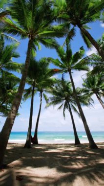 Sahildeki hindistan cevizi palmiyesinin alt manzarası. Mavi gökyüzü arkaplanlı yeşil hindistan cevizi palmiyesi.