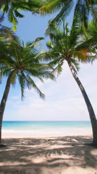 Bottom View Coconut Palm Tree Beach Green Coconut Palm Tree — Stok video