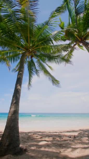 Bottom View Coconut Palm Tree Beach Green Coconut Palm Tree — Stock video
