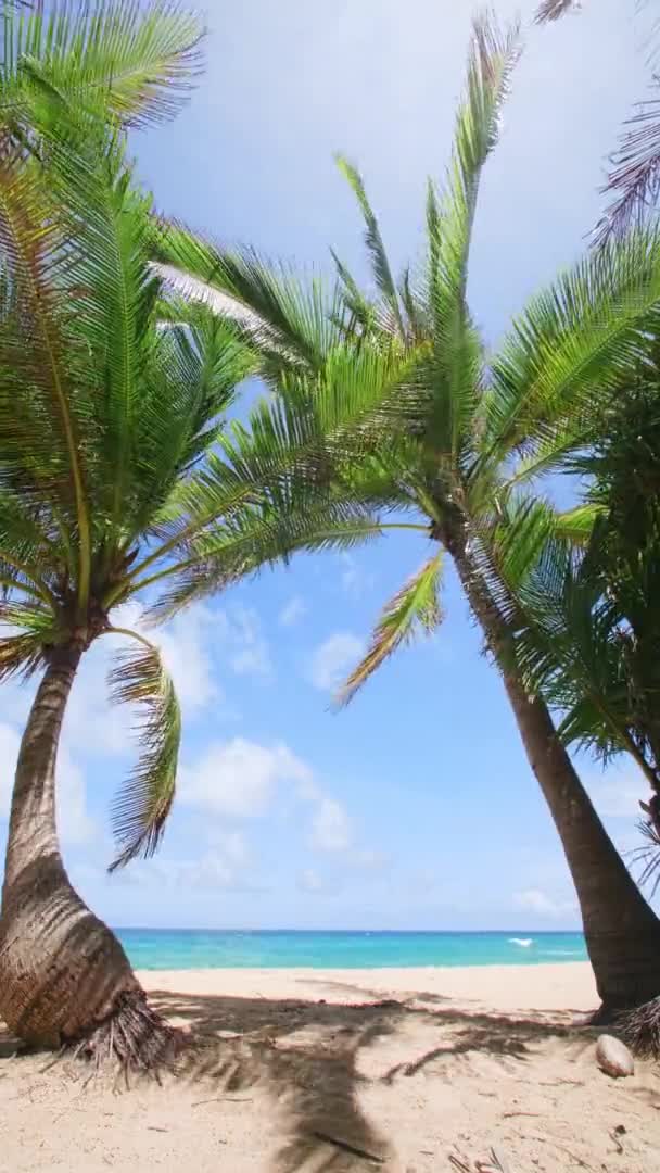 Vertical Footage Holiday Vacation Summer Concept Coconut Palm Tree Beach — Stock video
