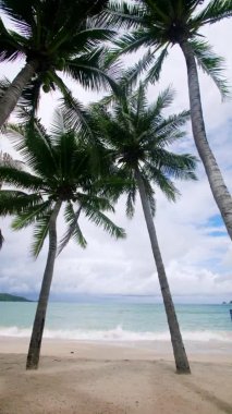 Vertical footage. 4K Holiday vacation summer concept. Coconut palm tree on the beach. Coconut palm tree on beautiful Tropical seashore scenic Phuket island Thailand famous tourist destination Andaman 