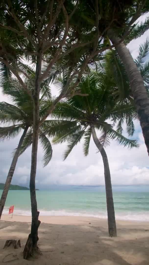 Вертикальні Кадри Святковий День Літньої Концепції Кокосова Пальма Пляжі Кокосова — стокове відео