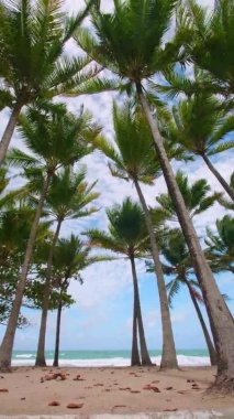 Vertical footage. 4K Holiday vacation summer concept. Coconut palm tree on the beach. Coconut palm tree on beautiful Tropical seashore scenic Phuket island Thailand famous tourist destination Andaman 