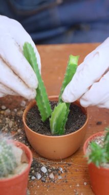 Kadının elini kapayın ve saksılara toprak serpin. Eldiven giyen kadın eller kaktüs ağaçlarına toprağı serpiyor. Yeşillik yetiştirme konsepti, ev bahçesi. Dikey görüntüler