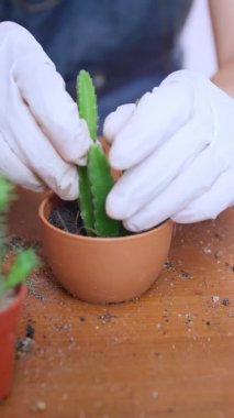 Kadının elini kapayın ve saksılara toprak serpin. Eldiven giyen kadın eller kaktüs ağaçlarına toprağı serpiyor. Yeşillik yetiştirme konsepti, ev bahçesi. Dikey görüntüler