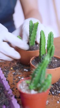 Kadının elini kapayın ve saksılara toprak serpin. Eldiven giyen kadın eller kaktüs ağaçlarına toprağı serpiyor. Yeşillik yetiştirme konsepti, ev bahçesi. Dikey görüntüler