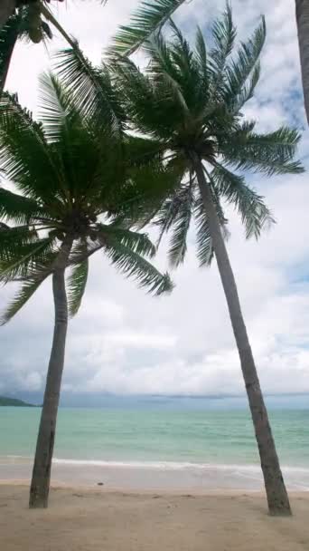 Blick Von Unten Auf Die Kokospalme Strand Grüne Kokospalme Mit — Stockvideo