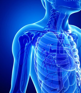 erkek x-ray solunum sistemi resmi