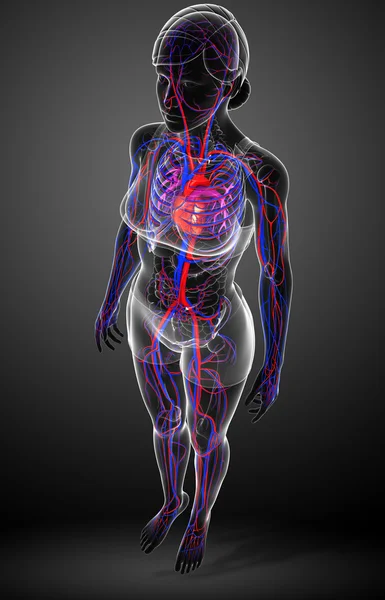 Female circulatory system — Stock Photo, Image