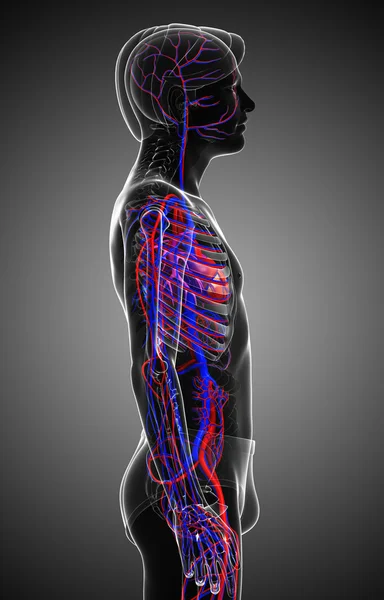 Male circulatory system — Stock Photo, Image