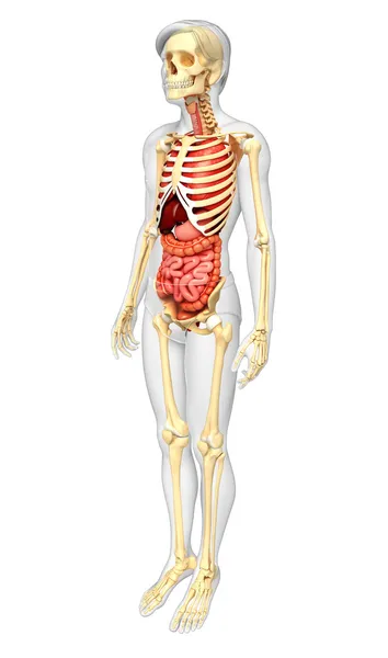 Sistema digestivo — Foto de Stock