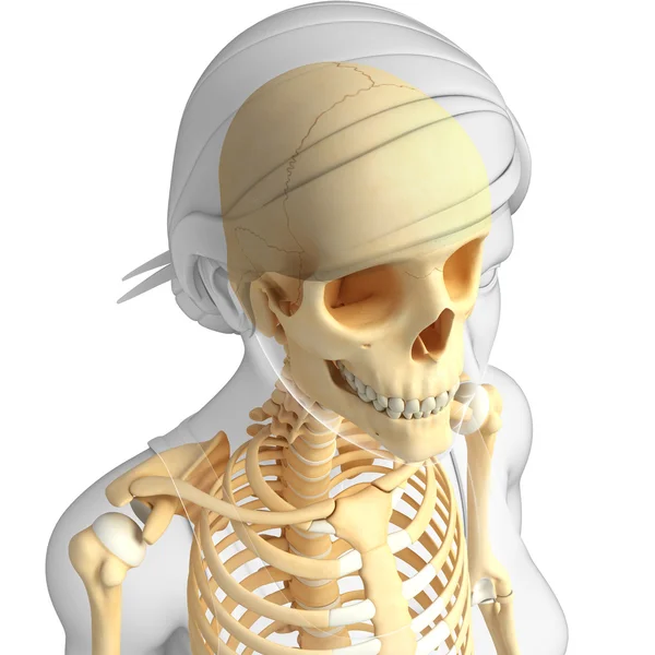 İnsan iskeleti anatomisi — Stok fotoğraf