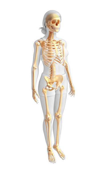 Human skeleton side view