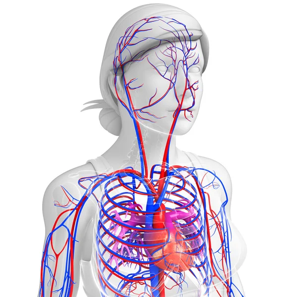 Женская кровеносная система сердца — стоковое фото