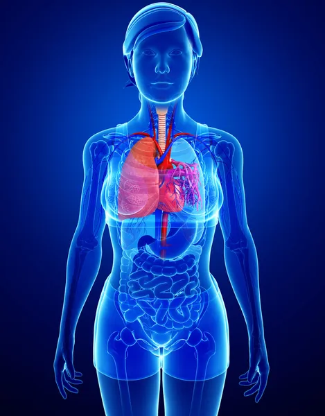 Pulmones masculinos anatomía — Foto de Stock