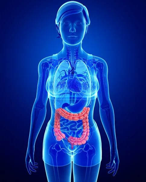 Anatomia dell'intestino crasso — Foto Stock