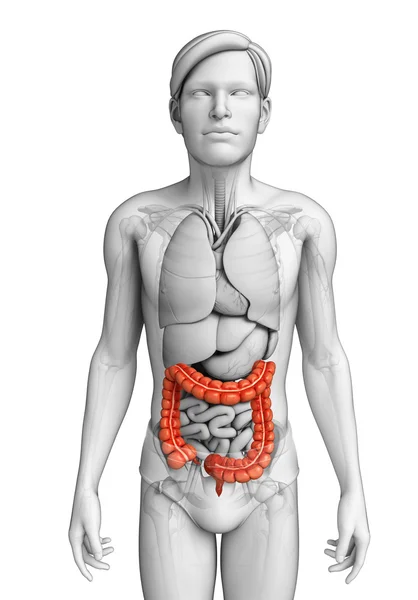 Anatomía del intestino grueso — Foto de Stock
