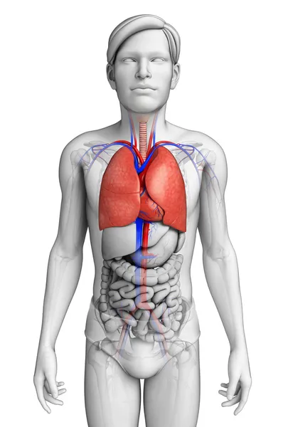 Anatómia Male tüdő — Stock Fotó