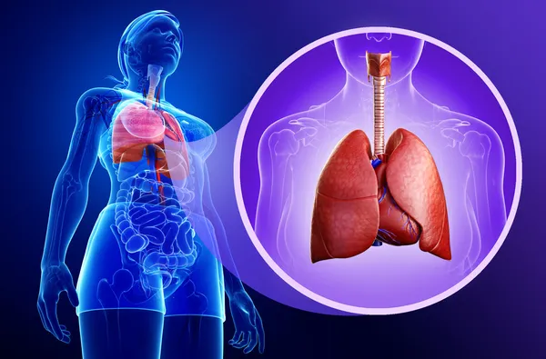 Anatomía pulmonar femenina — Foto de Stock