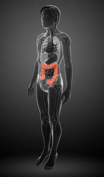 Anatomia do intestino grosso masculino — Fotografia de Stock