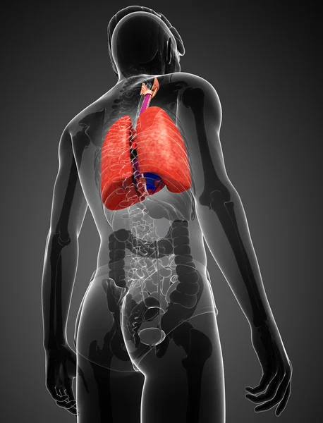 Pulmones masculinos anatomía —  Fotos de Stock