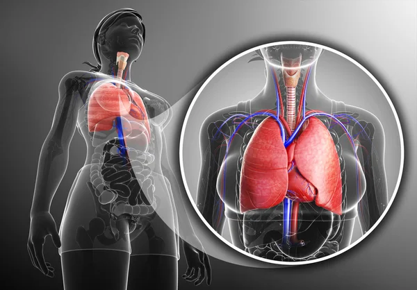 Kvindelige lunger anatomi - Stock-foto