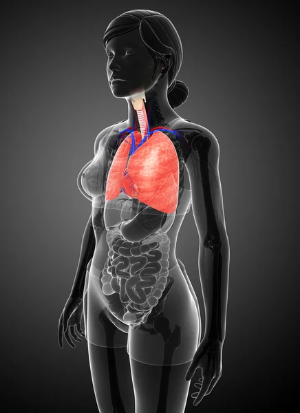 Anatomie ženské plíce — Stock fotografie