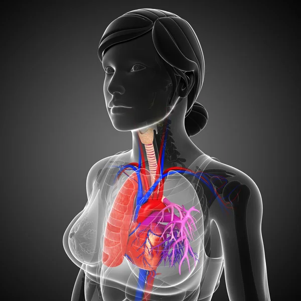 Female lungs anatomy — Stock Photo, Image