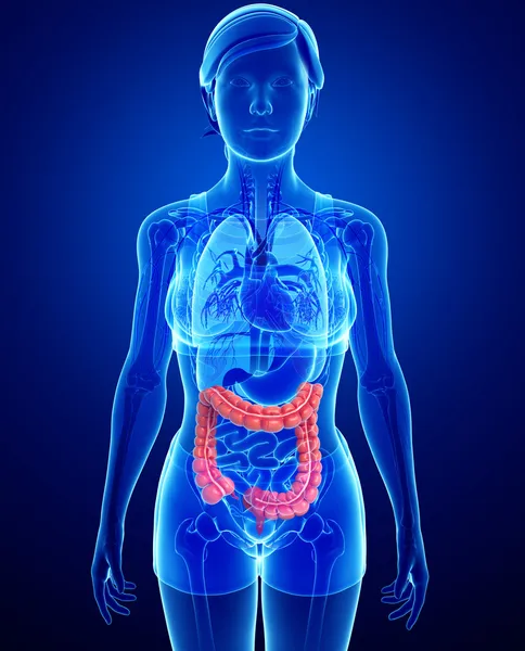 Anatomía del intestino grueso Fotos De Stock