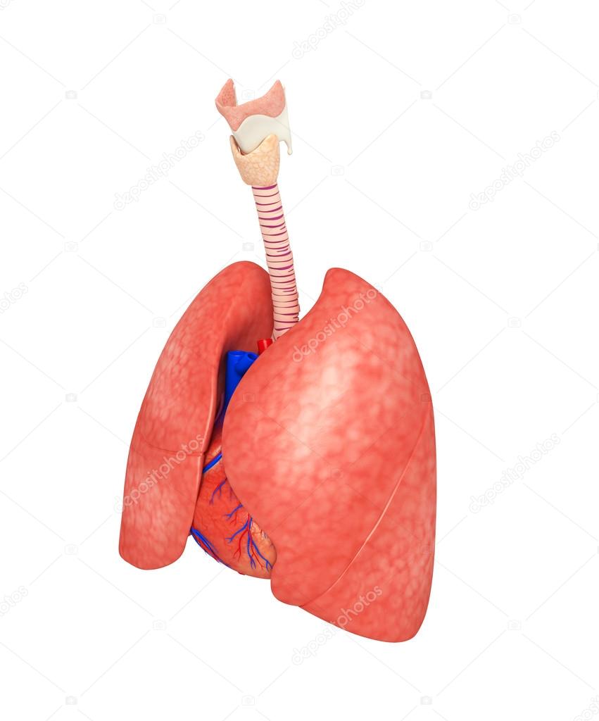 Male lungs anatomy
