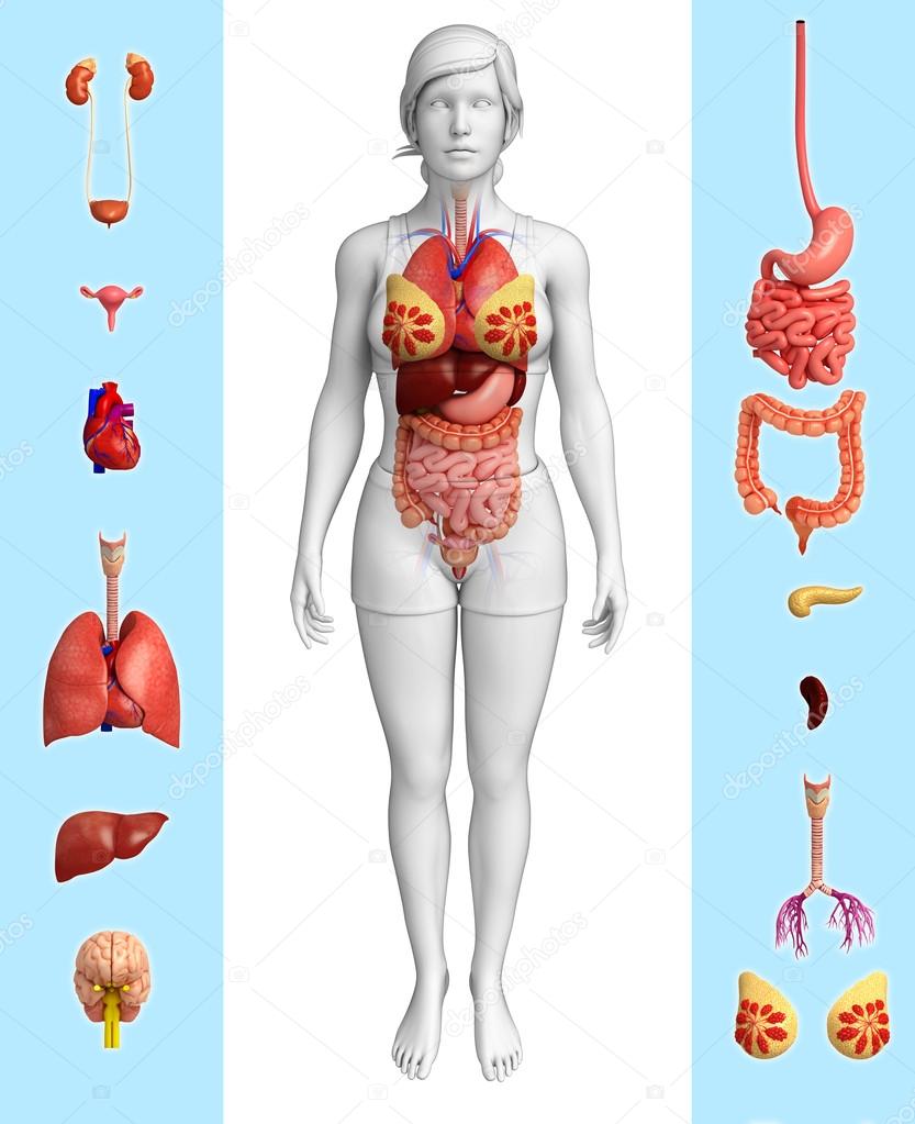 Female organ anatomy