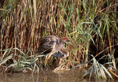 Mor balıkçıl balığının (Ardea purpurea) neşeli fotoğrafı.