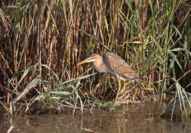 Mor balıkçıl balığının (Ardea purpurea) doğal bir habitatta sazlığın üzerinde duran yakın plan fotoğrafı..