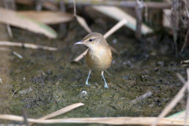 Kış tüylerinde çeşitli büyük sazlık bülbülleri (Acrocephalus arundinaceus) sazlık dalları ve zemin üzerinde çok yakından fotoğraflanmıştır.