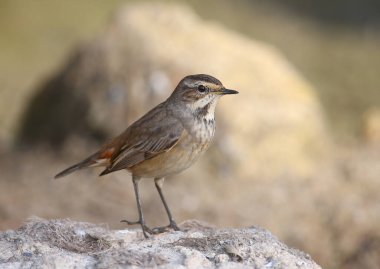 Kış tüylerinde çeşitli mavi boğaz (Luscinia svecica) sazlıklar, taşlar ve güzel bulanık bir arka plana karşı bir göletin kıyısında yakın plan çekilir.