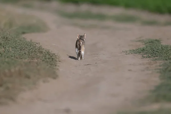 フィールド道路上の三色の猫 のクローズアップ写真 — ストック写真