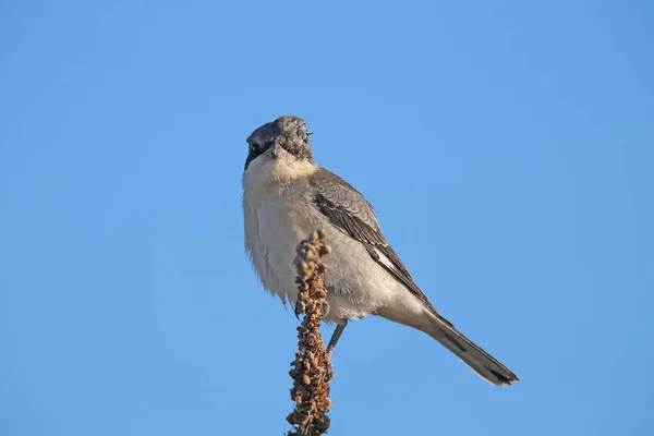 Young Lesser Gray Shrike Lanius Minor Sits Dry Branch Plant — Stock Photo, Image
